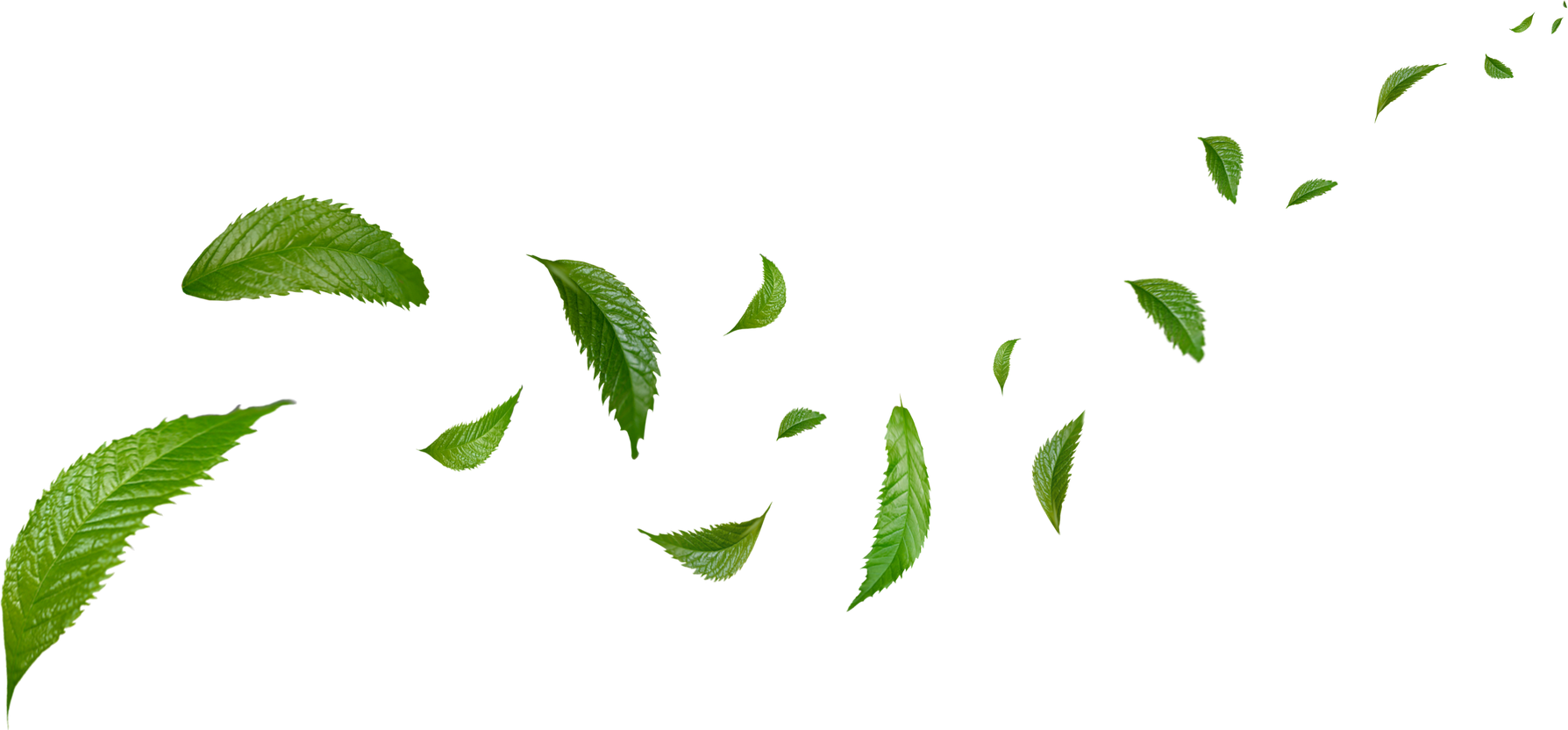 Green Floating Leaves Flying Leaves Green Leaf Dancing, Air